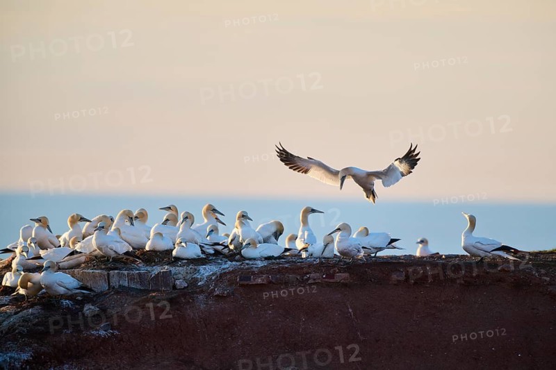 Northern gannet (Morus bassanus) flying over the colony on the cliffs at sunset, landing, wildlife, Helgoland, Germany