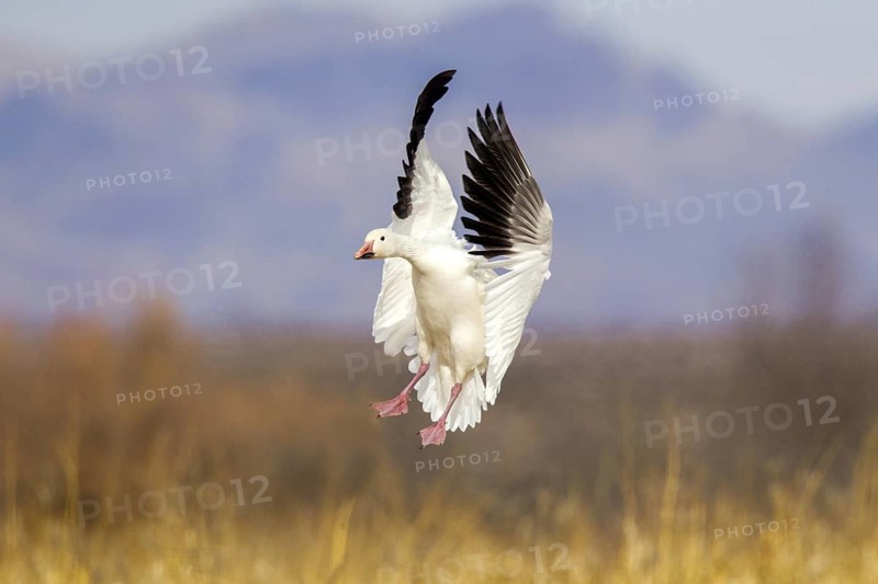 Snow Goose Chen caerulescens Bosque del Apache National Wildlife Refuge, New Mexico, United States 17 December Adult light morph landing. Anatidae