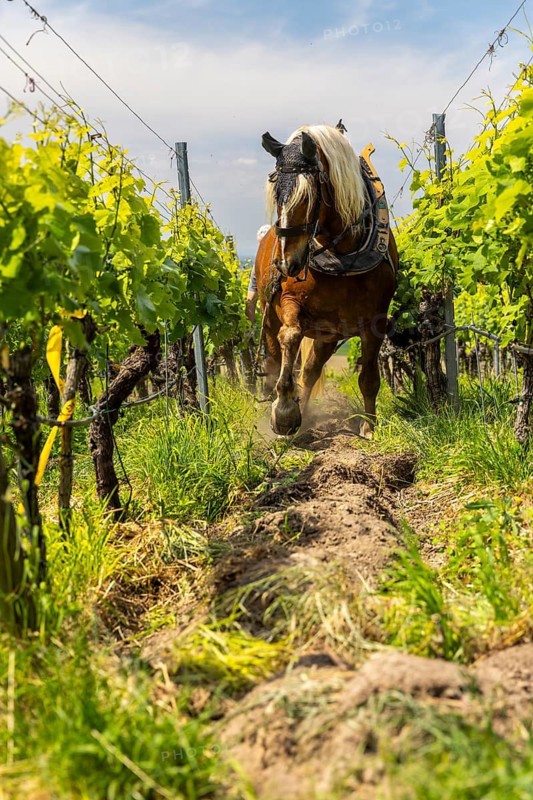 Haflinger pulling plough between vines, vineyard, Ihringen, Kaiserstuhl, Baden-Württemberg, Germany