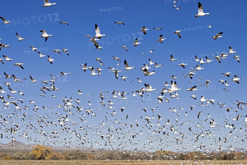 Snow Goose Chen caerulescens Bosque del Apache National Wildlife Refuge, New Mexico, United States 10 November Flock taking flight after eating waste grain on the ground. Anatidae