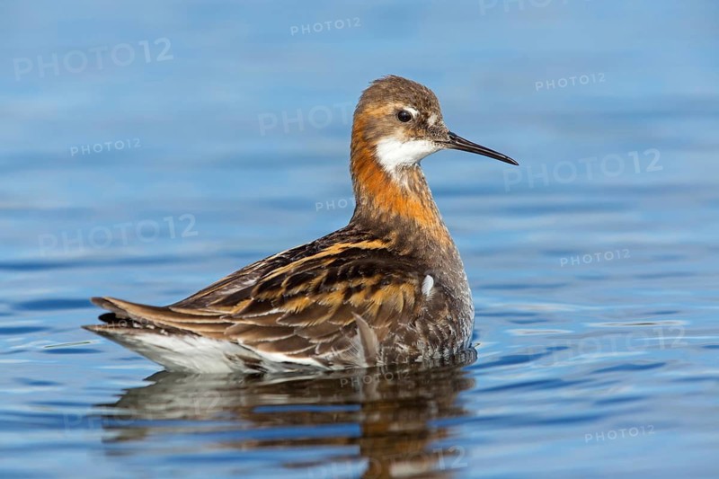 Odin's chicken, (Phalaropus lobatus), animals, birds, wading bird, swims in the lake, Arctic snipe bird, family of water birds, foraging, biotope, habitat, waters, Reykjahlíð, Norðurland Eystra, Iceland