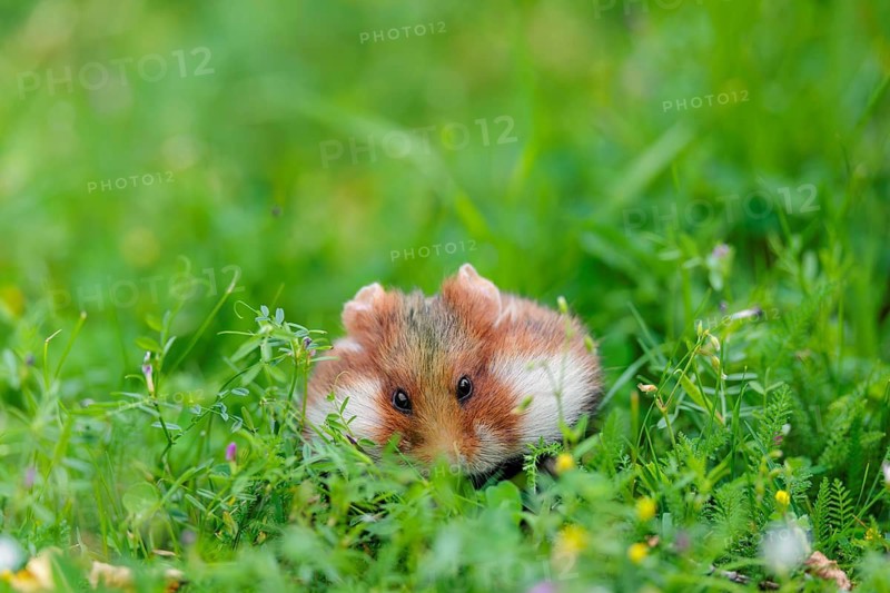 A European hamster (Cricetus cricetus) collects herbs, grass and daisies in a fresh green meadow