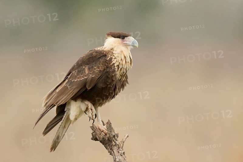 Northern Crested Caracara (Caracara cheriway) juvenile, Texas, USA