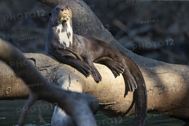 Giant otter (Pteronura brasiliensis) Pantanal Brazil