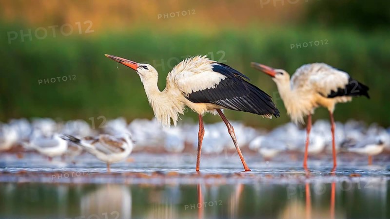 White Stork (Ciconia ciconia) foraging in shallow water, Saxony-Anhalt, Germany