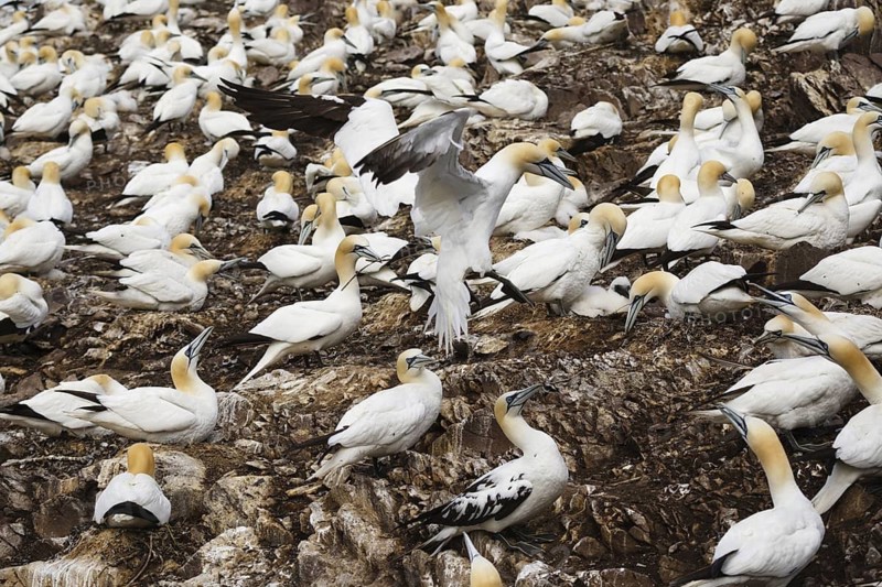 Northern Gannet (Morus bassanus), Scotland, United Kingdom