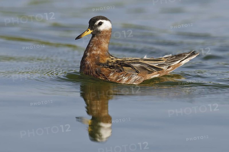Red Phalarope (Phalaropus fulicarius), Arizona, USA