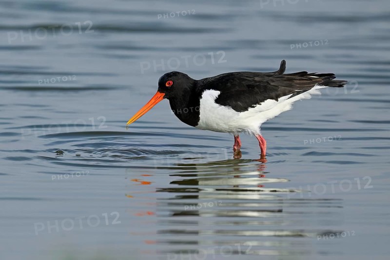 Oystercatcher (Haematopus ostralegus), foraging in the mudflats, Texel, West Frisian Islands, province of North Holland, Netherlands
