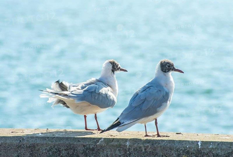 Black-headed gull (Chroicocephalus ridibundus) in winter, sitting on a quay with sparkling sea in the background in Ystad, Baltic Sea, Skåne County, Sweden, Scandinavia