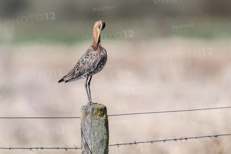 Black-tailed godwit (Limosa limosa), Lower Saxony, Germany