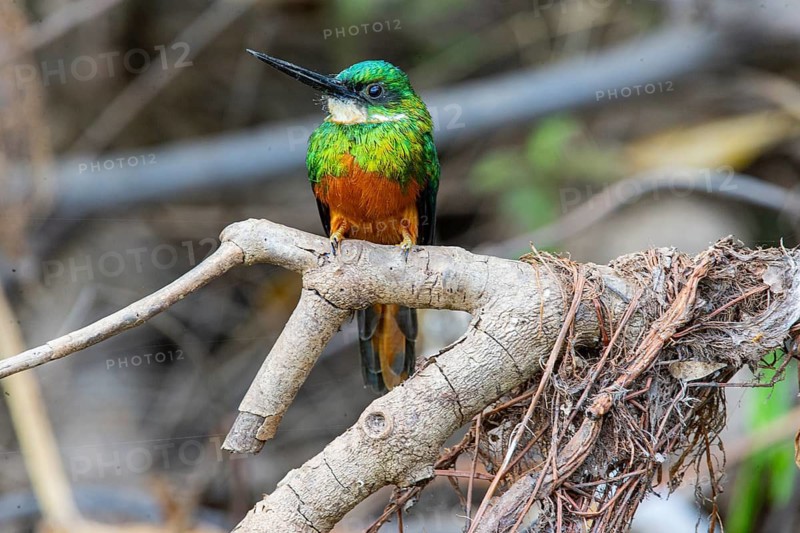 Rufous-tailed jacamar (Galbula ruficauda) Pantanal Brazil