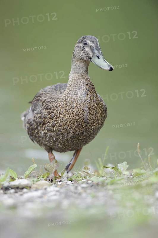 Mallard (Anas platyrhynchos) female, Thuringia, Germany