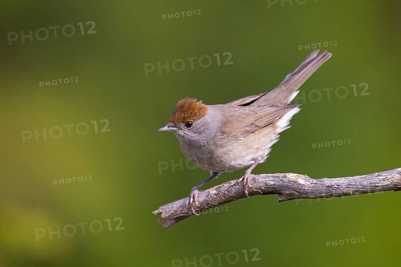 Blackcap (Sylvia atricapilla), Fauvette à tête noire, Curruca Capirotada, Branch, branch, Ormoz area, Ormoz, Podravska, Slovenia