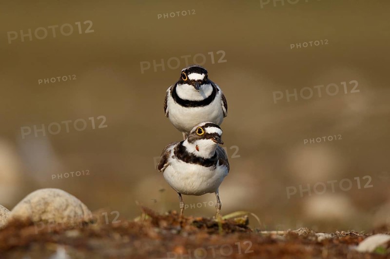 Little Ringed Plover (Charadrius dubius) pair mating, North Rhine-Westphalia, Germany