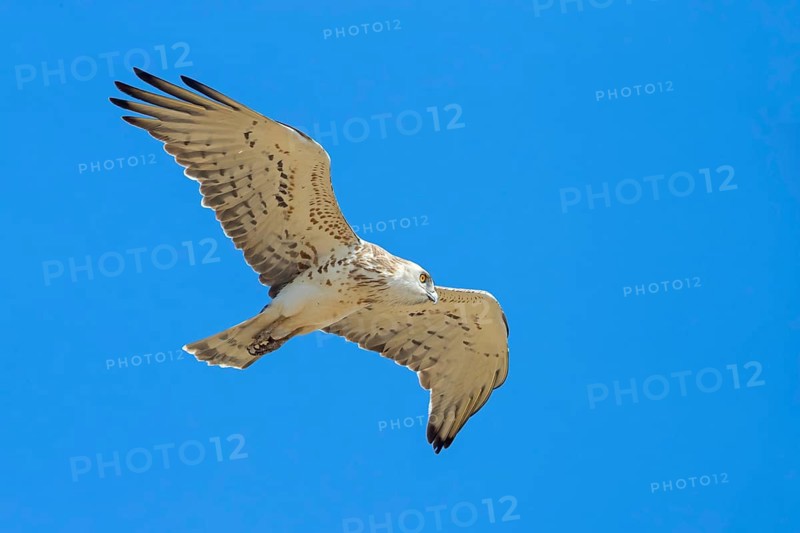 Snake eagle, (Circaetus gallicus), eagle, animal, animals, flight photo lesbos island, Lesbos, Greece