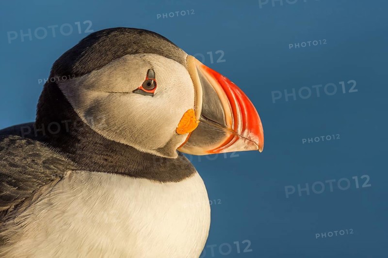 Atlantic Puffin (Fratercula arctica) on cliff, Iceland