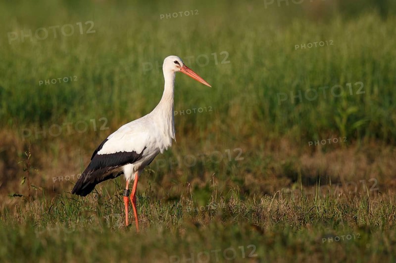 White Stork (Ciconia ciconia) foraging, North Rhine-Westphalia, Germany
