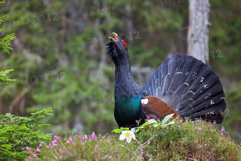 Capercaillie, Western Capercaillie, Tetrao urogallus) in the Wintrer, Capercaillie, Luce, Mountain area, Luce, Styria, Slovenia