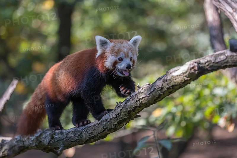 One red panda, Ailurus fulgens, walking on a branch high in a tree on a sunny day