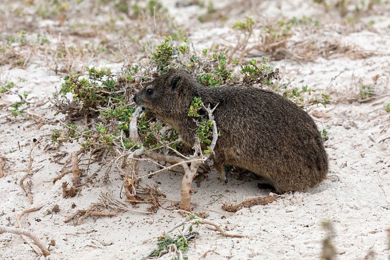Rock hyrax (Procavia capensis), adult, beach, foraging, alert, Boulders Beach, Simon's Town, Western Cape, South Africa