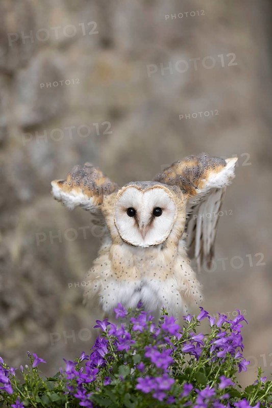 Western Barn Owl (Tyto alba) captive, Germany