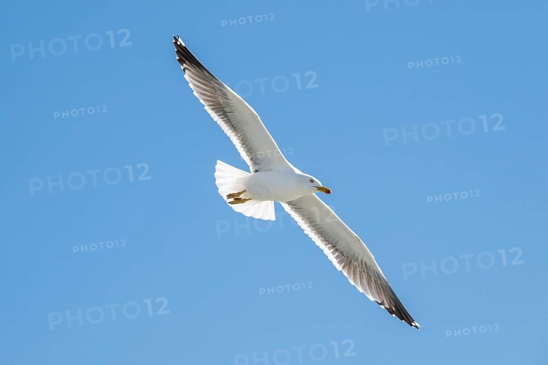 Herring Gull (Larus argentatus) in flight, North Friesland, Schleswig-Holstein, Germany