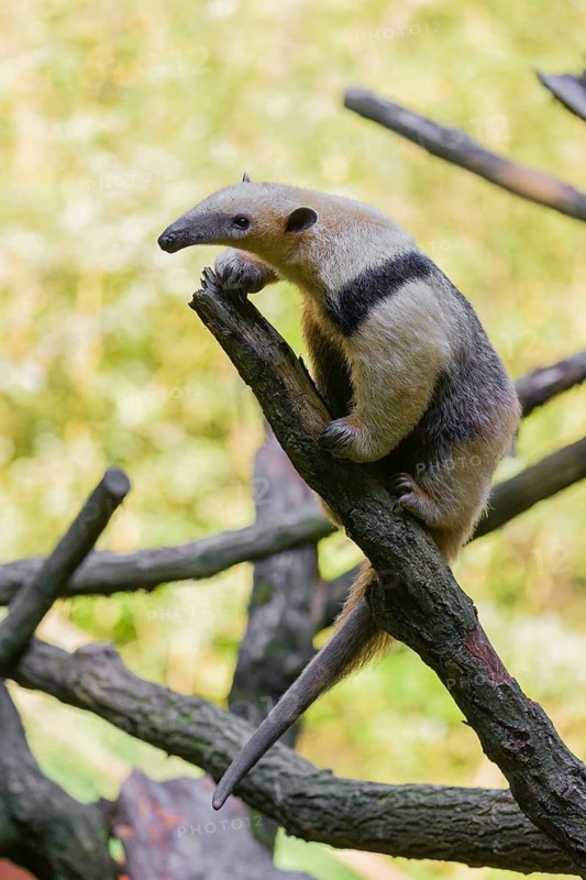 One southern tamandua (Tamandua tetradactyla), climbs up a tree in a forest