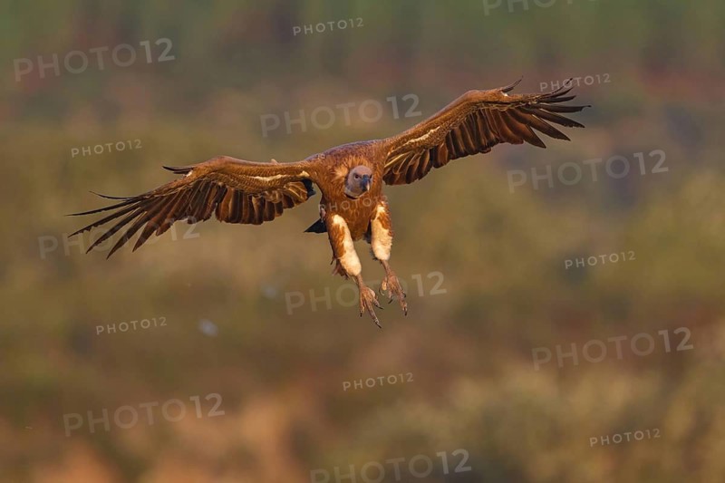 Griffon Vulture, Eurasian Griffon Vulture, Griffon Vulture, Eurasian Griffon, (Gyps fulvu), Vautour fauve, Buitre Leonado, Landing approach, Flight study, Hides De Calera / Valley Hide, Calera Y Chozas, Castilla La Mancha / Toledo, Spain
