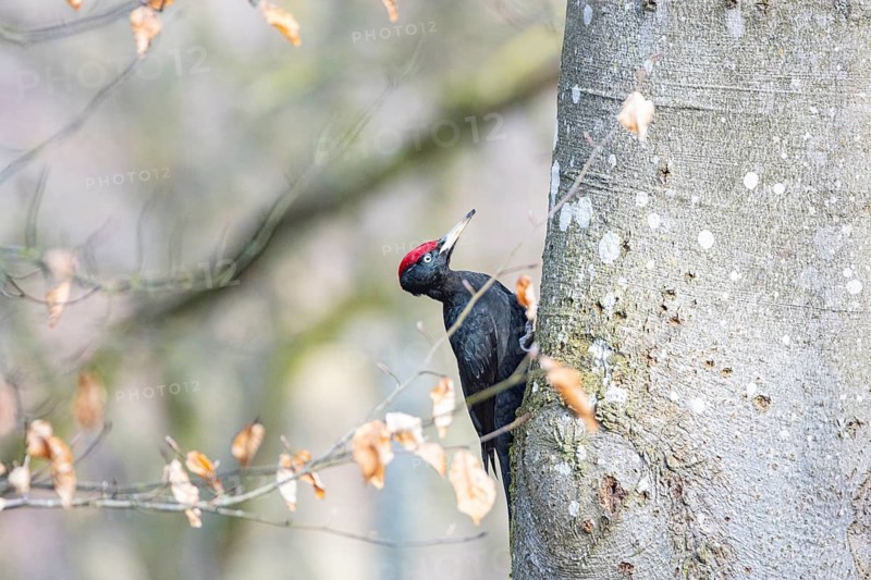 Black woodpecker (Dryocopus martius) ml Germany