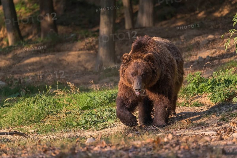 One Kamchatka brown bear (Ursus arctos piscator), walking in a forest. Some green vegetation in the background