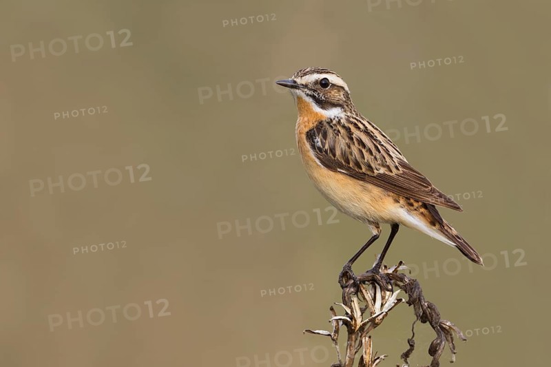Whinchat - Braunkehlchen - Saxicola rubetra, Poland, adult male