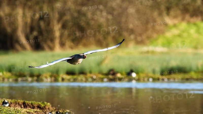 Greylag Goose, Anser anser, bird in flight over winter marshes