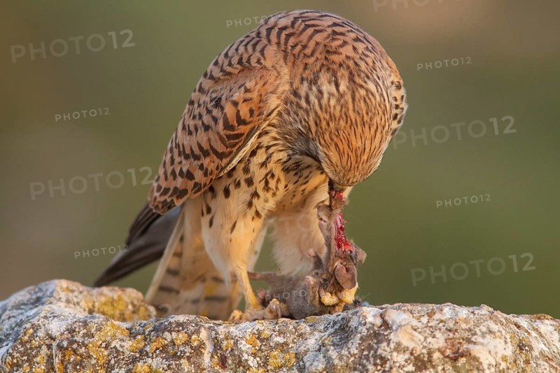 Lesser Kestrel (Falco naumanni), female eating a mouse, Castile-La Mancha, Spain