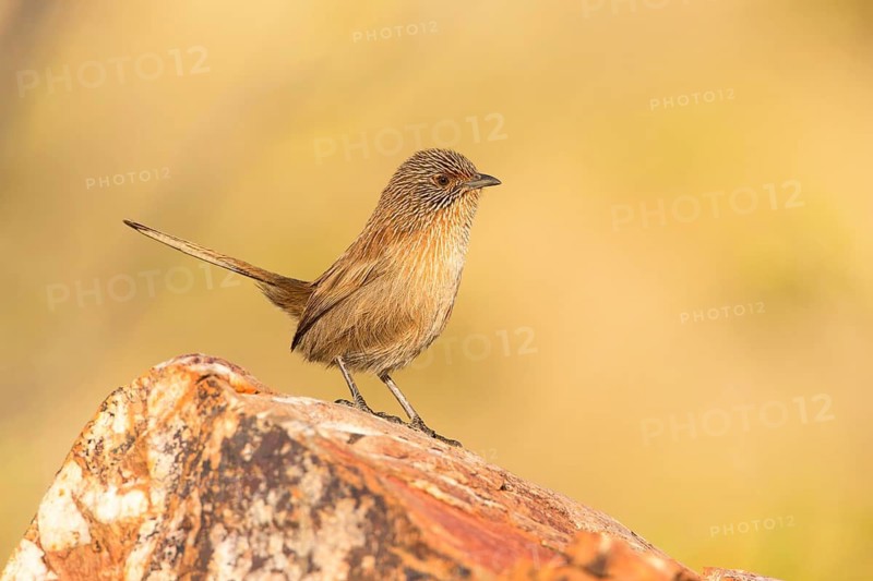 Dusky Grasswren (Amytornis purnelli) male, Northern Territory, Australia