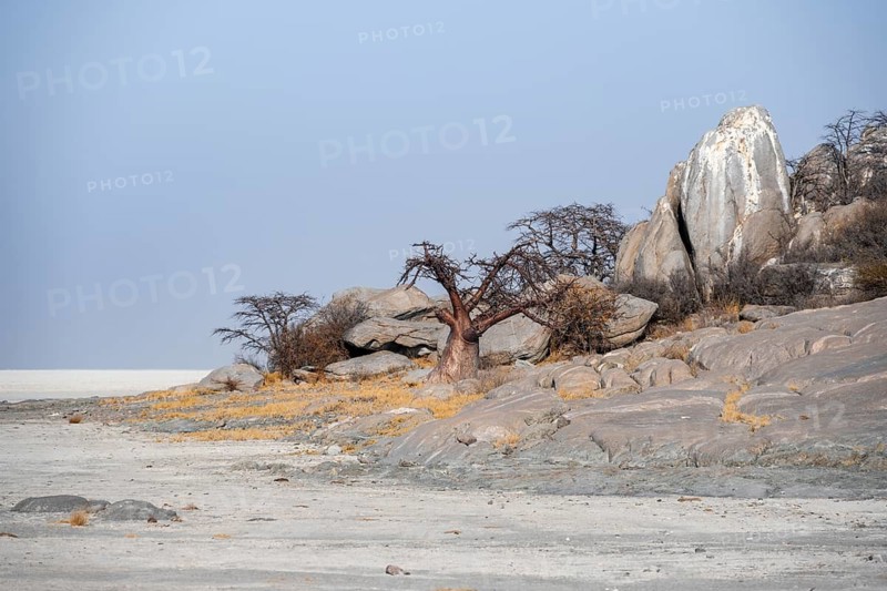 African baobab or baobab tree (Adansonia digitata), arid landscape, Kubu Island (Lekubu), Sowa Pan, Makgadikgadi salt pans, Botswana