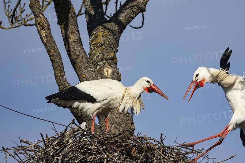 White stork (Ciconia ciconia) Germany