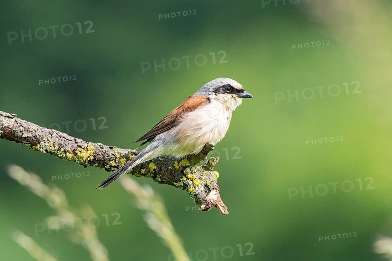 Red-backed shrike (Lanius collurio) ml Germany