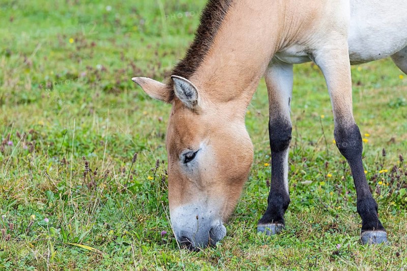 Przewalski's horse (Equus przewalski) capive Germany