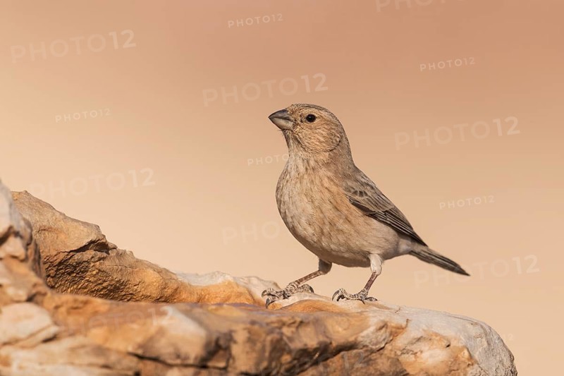 Sinai Rosefinch (Carpodacus synoicus) female perched on a rock, Eilat, Israel