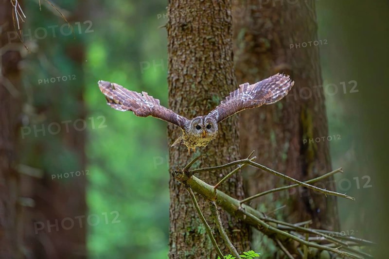 One tawny owl or brown owl (Strix aluco) flying through a dense forest