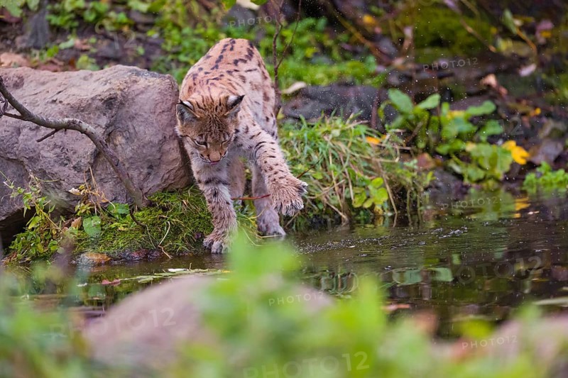 A young Eurasian lynx, (Lynx lynx) stands partially in the water of a pond, playing around