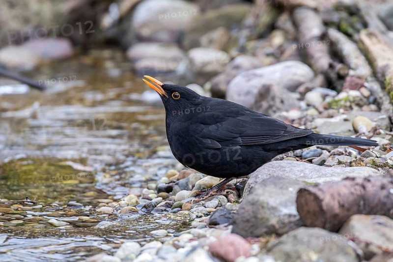 Common Blackbird (Turdus merula) male drinking at a waterhole, Mecklenburg-Western Pomerania, Germany