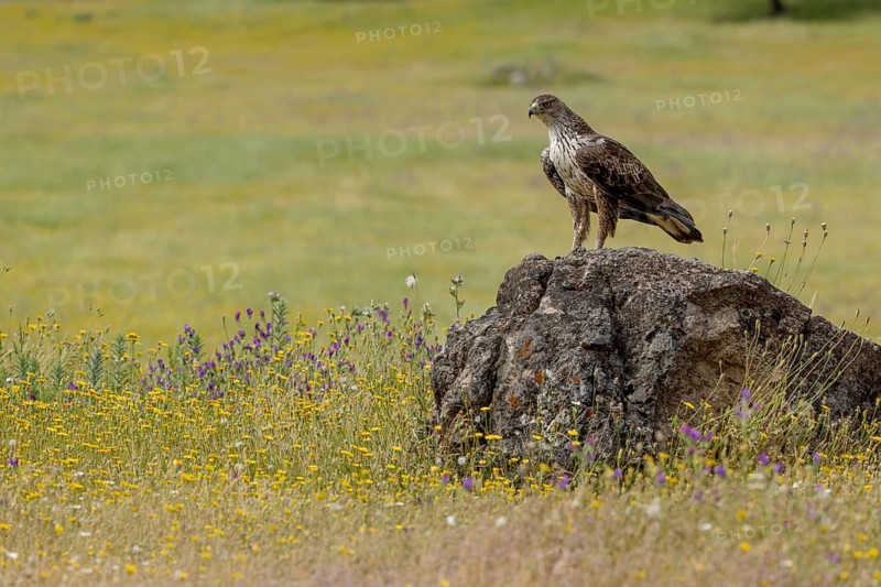 Bonelli's eagle (Aquila fasciata), flower meadow, Andalusia, Spain