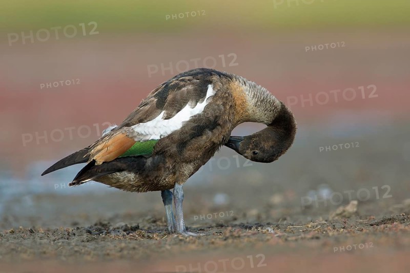 Australian Shelduck (Tadorna tadornoides) moulting male preening, Victoria, Australia