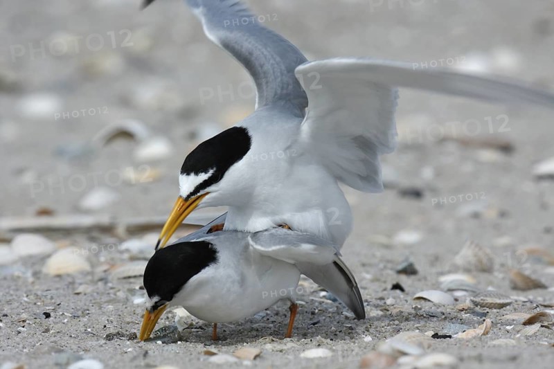 Little Tern (Sternula albifrons) pair mating, Lower Saxony, Germany