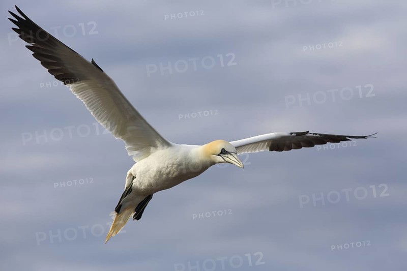 Northern Gannet (Morus bassanus) flying, Schleswig-Holstein, Germany