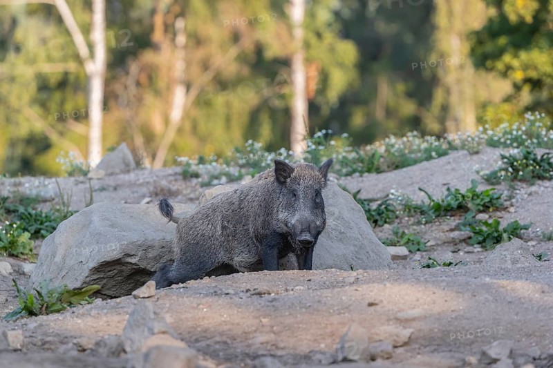 One adult wild boar or wild pig (Sus scrofa) walking over an opening with a forest in first autumnal colours in the background