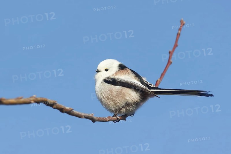 Long-tailed Tit (Aegithalos caudatus), Baden-Wuerttemberg, Germany