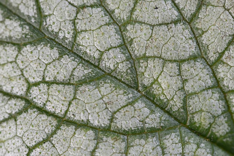 Caucasian forget-me-not (Brunnera macrophylla Jack Frost), leaf pattern, Emsland, Lower Saxony, Germany