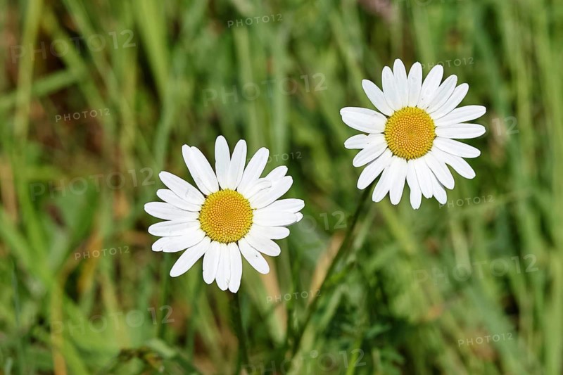 Marguerite (Leucanthemum vulgare), two flowers in a meadow, Wilnsdorf, North Rhine. Westphalia, Germany